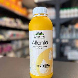32 atlante